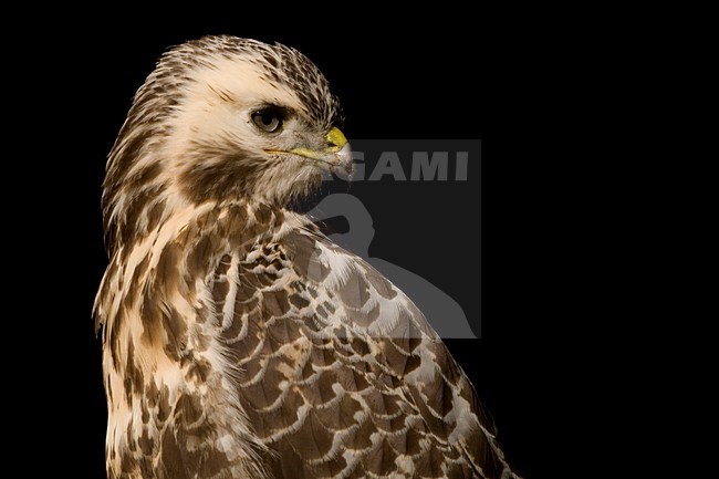 Common Buzzard perced close-up; Buizerd zittend beeldvullend stock-image by Agami/Han Bouwmeester,
