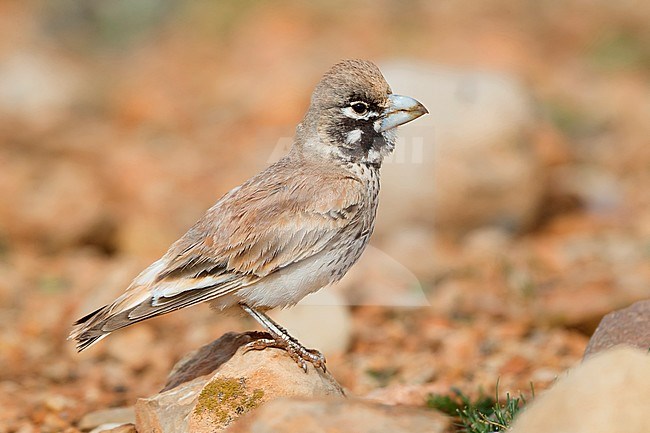 Thick-billed Lark (Ramphocoris clotbey), adult standing on the ground stock-image by Agami/Saverio Gatto,
