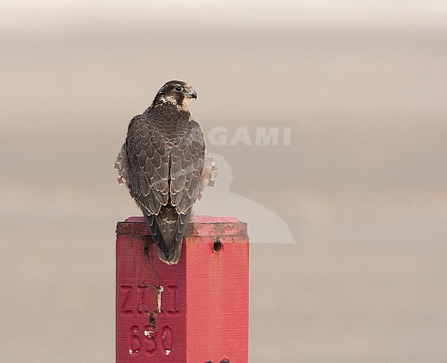 Onvolwassen Slechtvalk ziitend op een paal op het strand van Terschelling; Immature Peregrine Falcon (Falco peregrinus) perched on a pole on a Dutch beach stock-image by Agami/Arie Ouwerkerk,