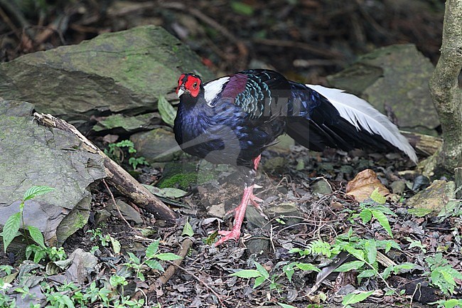 Male Swinhoe's pheasant (Lophura swinhoii) walking on the forest floor of a mountain forest in taiwan stock-image by Agami/James Eaton,