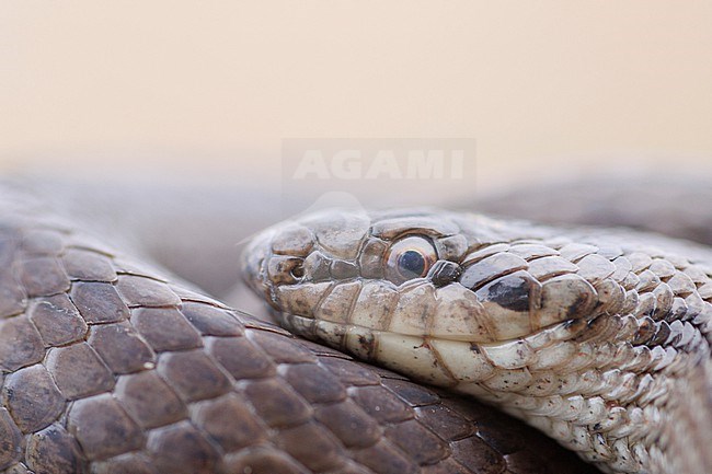 Smooth Snake (Coronella austriaca) taken the 09/05/2022 at Le Mans, France. stock-image by Agami/Nicolas Bastide,