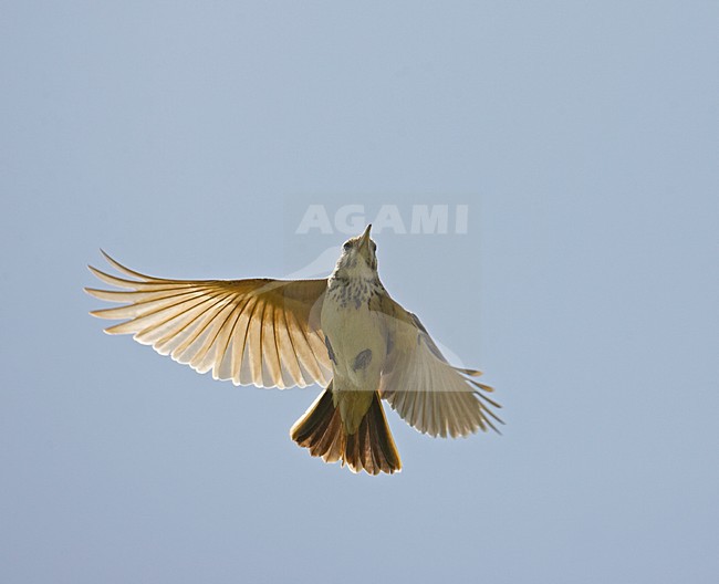 Crested Lark flying; Kuifleeuwerik vliegend stock-image by Agami/Markus Varesvuo,