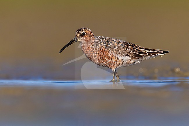 Adult Curlew Sandpiper, Calidris ferruginea in Italy. stock-image by Agami/Daniele Occhiato,