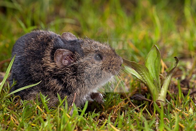 Veldmuis etend, Common Vole eating stock-image by Agami/Theo Douma,