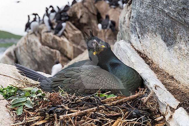 European Shag (Phalacrocorax aristotelis), adult sitting on the nest stock-image by Agami/Saverio Gatto,