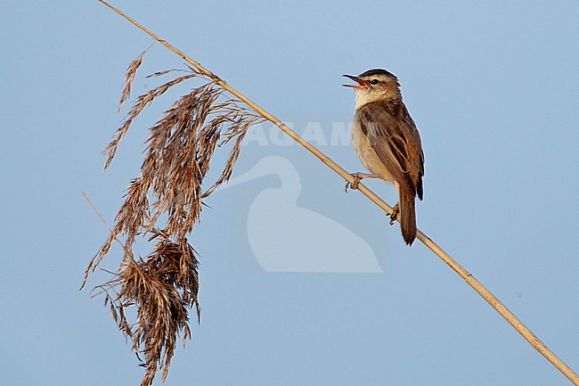 Sedge Warbler (Acrocephalus schoenobaenus) in a reedbed in the Netherlands. Singing male from top of a reed, seen on the back. stock-image by Agami/Marc Guyt,