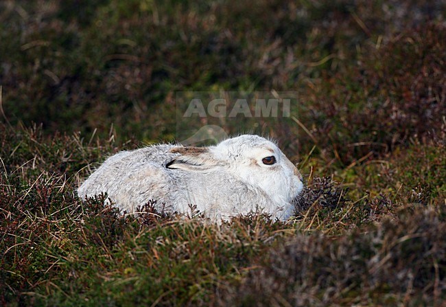 Sneeuwhaas, Mountain Hare, Lepus timidus stock-image by Agami/Hugh Harrop,