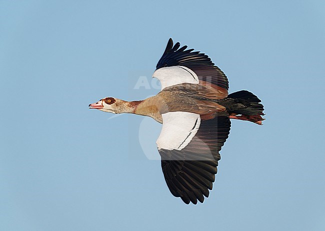 Closeup of flying and calling Adult male Egyptian Goose (Alopochen aegyptiaca) against blue sky showing upperparts and upperwings stock-image by Agami/Ran Schols,