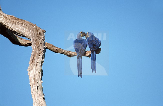 Hyacinth Macaw pair perched; Hyacinthara paar zittend stock-image by Agami/Marc Guyt,