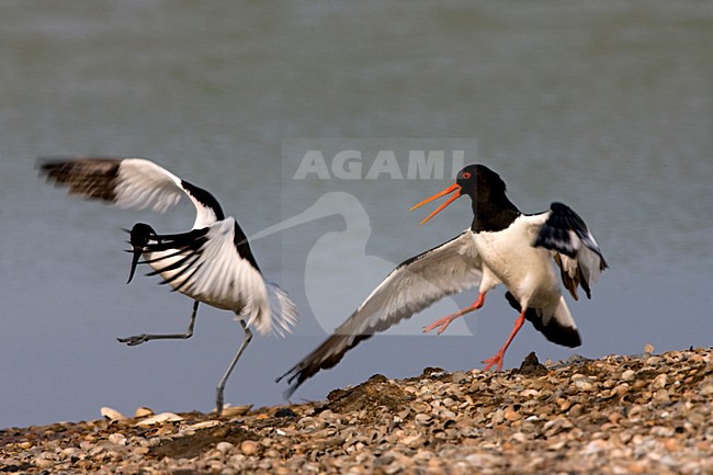 Scholekster en Kluut vechtend; Eurasian Oystercatcher and Pied Avocet fighting stock-image by Agami/Marc Guyt,