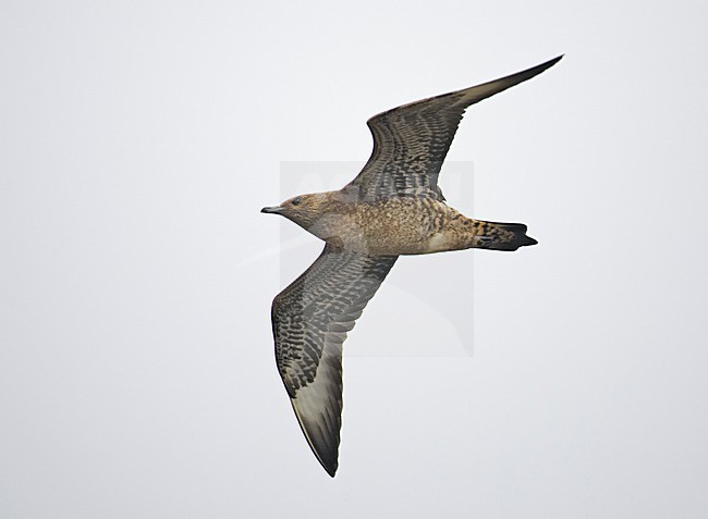 Arctic Skua flying; Kleine Jager vliegend stock-image by Agami/Markus Varesvuo,