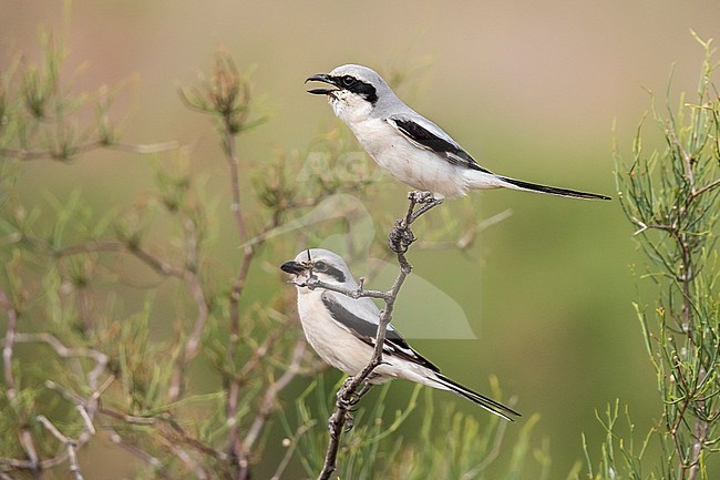 Adult male & First-summer female Steppe Grey Shrike
(Lanius pallidirostris) perched on a bush in Western Kazakhstan. stock-image by Agami/Vincent Legrand,