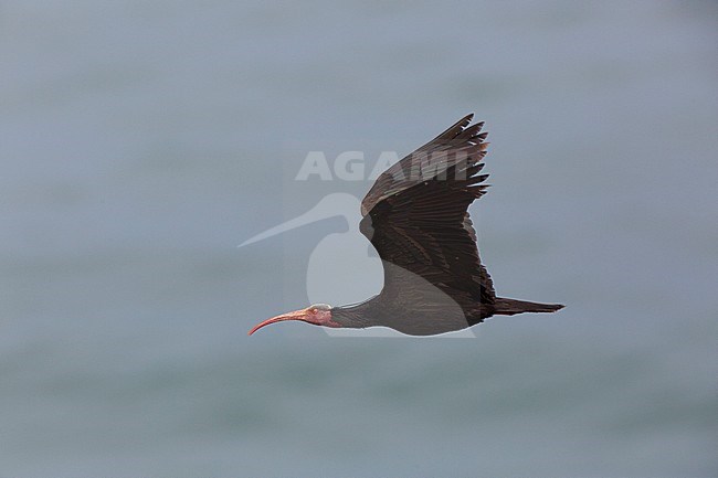 Adult Northern Bald Ibis (Geronticus eremita) flying close to breeding colony in Tamri in Morocco. stock-image by Agami/Edwin Winkel,