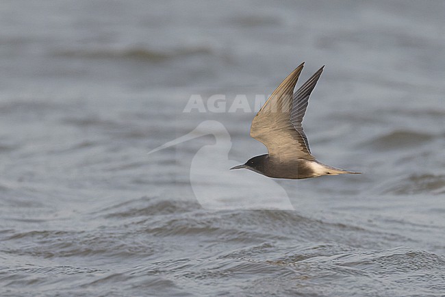 Black Tern (Chlidonias niger) in adult summer plumage in flight. stock-image by Agami/David Monticelli,