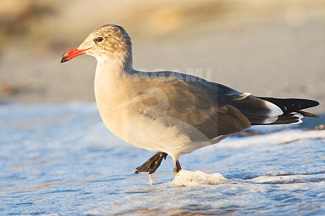 Heermann-meeuw; Heermanns Gul stock-image by Agami/Marc Guyt,