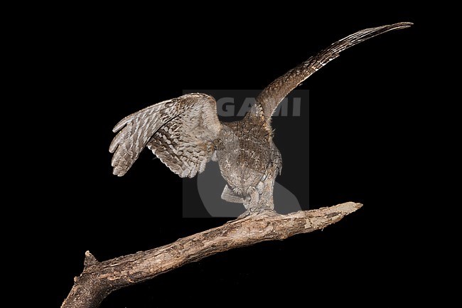 Eurasian Scops Owl (Otus scops) stock-image by Agami/Alain Ghignone,