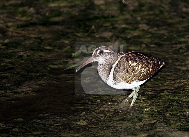 Wintering Greater Painted Snipe, Rostratula benghalensis, in Japan. Standing in shallow water. stock-image by Agami/Pete Morris,