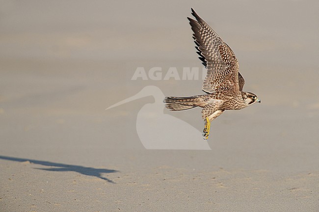 Slechtvalk; Peregrine Falcon (Falco peregrinus) stock-image by Agami/Arie Ouwerkerk,