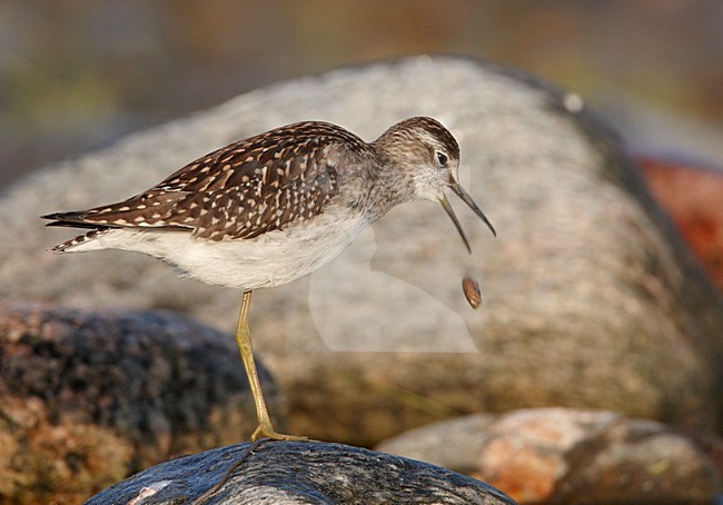 Juveniele Bosruiter; Juvenile Wood Sandpiper stock-image by Agami/Markus Varesvuo,