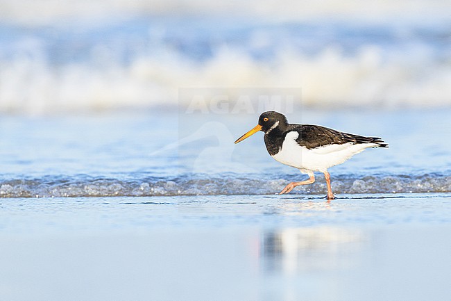  stock-image by Agami/Menno van Duijn,