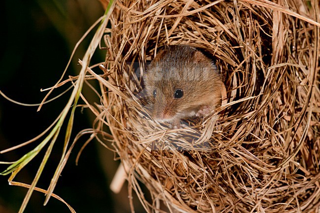 Dwergmuis in nest; Harvest Mouse in nest stock-image by Agami/Theo Douma,
