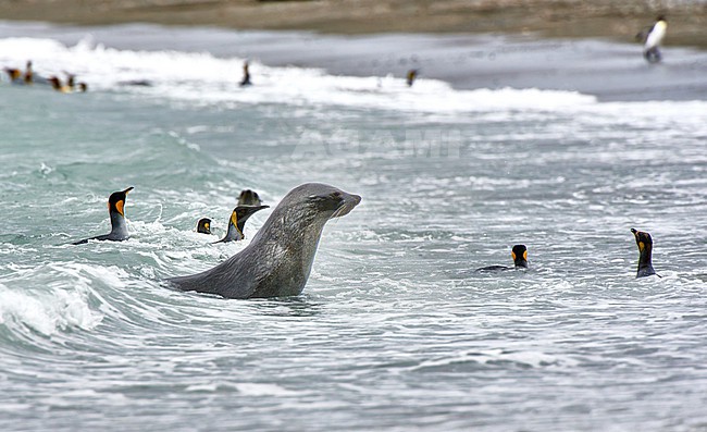 King Penguins (Aptenodytes patagonicus) swimming in surf with the Antarctic Fur Seal (Arctocephalus gazella), South Georgia stock-image by Agami/Tomas Grim,