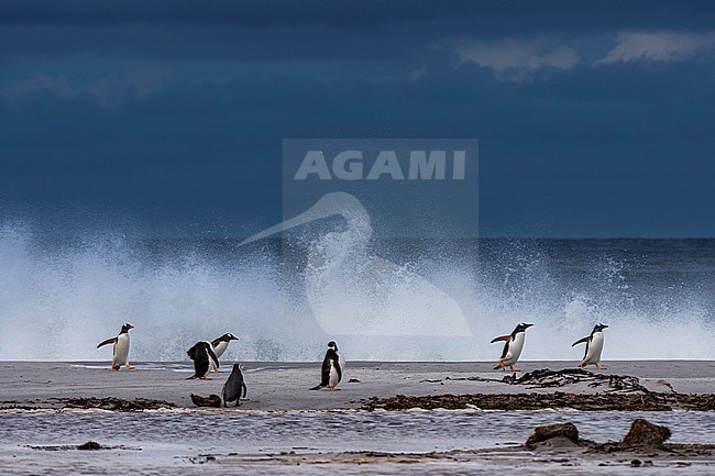 Gentoo penguins, Pygoscelis papua, on a sandy beach. Sea Lion Island, Falkland Islands stock-image by Agami/Sergio Pitamitz,