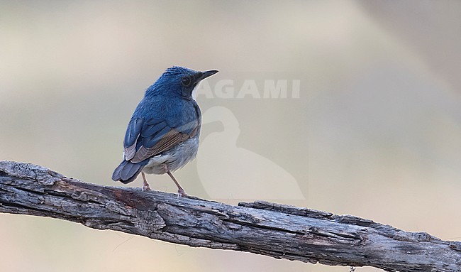 Back view of a male Siberian Blue Robin (Larvivora cyane) sitting on a branch. Mongolia stock-image by Agami/Markku Rantala,