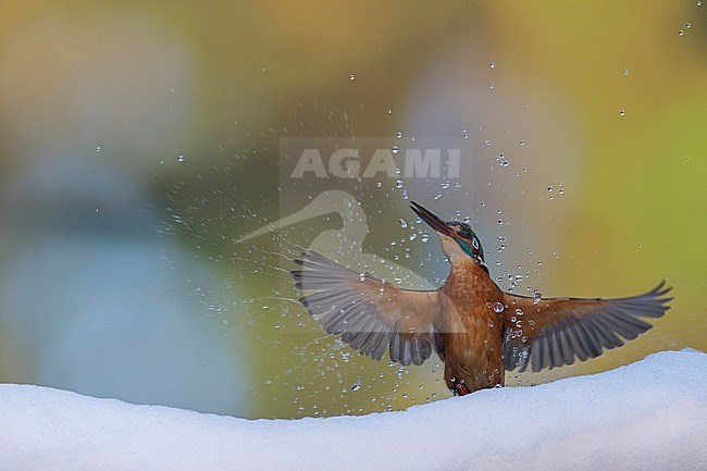 Kingfisher hunting in snow stock-image by Agami/Han Bouwmeester,