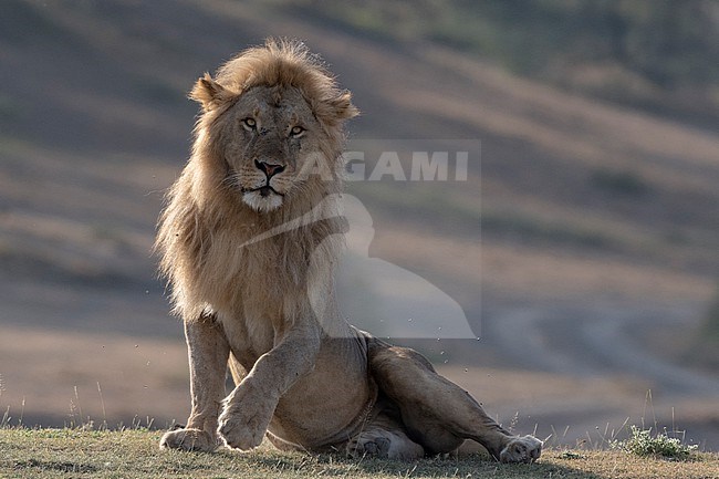 Portrait of a male lion, Panthera leo, sitting and looking at the camera. Ndutu, Ngorongoro Conservation Area, Tanzania stock-image by Agami/Sergio Pitamitz,