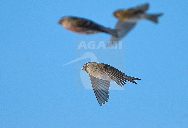 A flock of Mealy Redpoll (Acanthis flammea) in flight, side view. Finland stock-image by Agami/Markku Rantala,