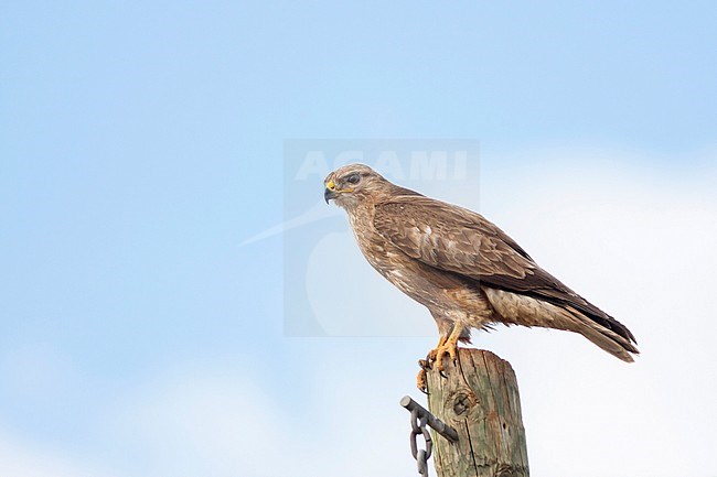 Steppe Buzzard - Falkenbussard - Buteo buteo ssp. vulpinus, Turkey, 2nd cy stock-image by Agami/Ralph Martin,