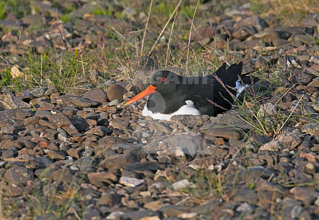 Scholekster op het nest; Oystercatcher nesting stock-image by Agami/Markus Varesvuo,