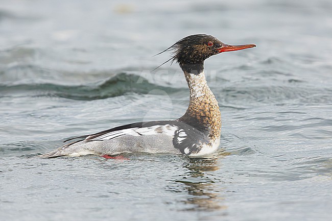 Red-breasted Merganser (Mergus serrator), side view of an adult male swimming in the water, Capital Region, Iceland stock-image by Agami/Saverio Gatto,