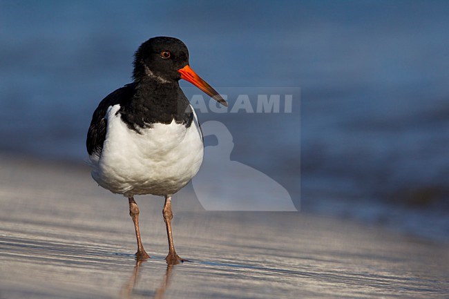 Beccaccia di mare; Oystercatcher; Haematopus ostralegus stock-image by Agami/Daniele Occhiato,