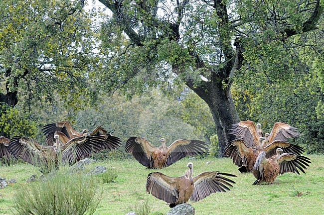  stock-image by Agami/Rob Riemer,