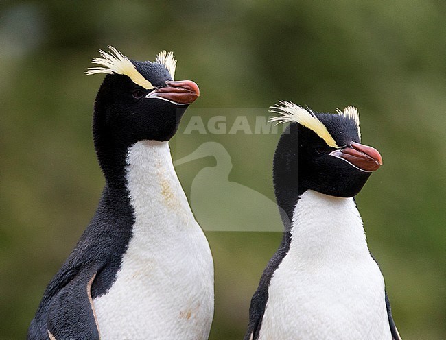 Pair of Erect-crested Penguin (Eudyptes sclateri) on the Antipodes Islands, New Zealand stock-image by Agami/Marc Guyt,