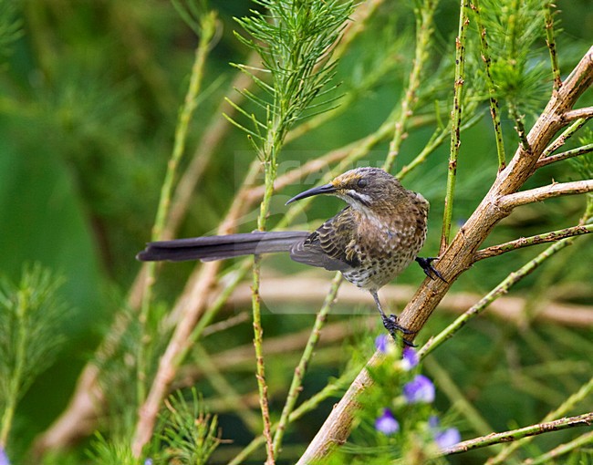 Kaapse Suikervogel, Cape Sugarbird stock-image by Agami/Marc Guyt,