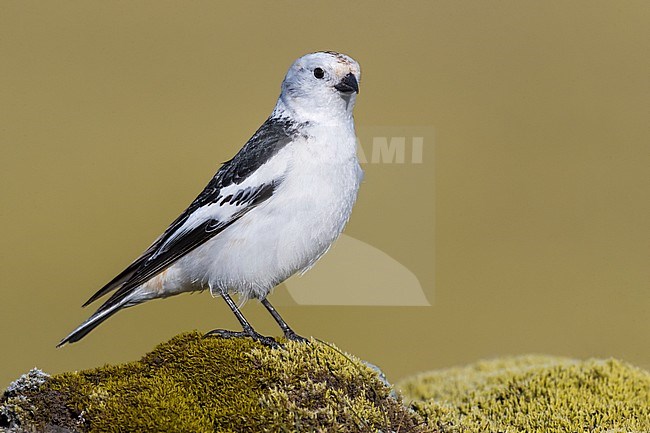 Icelandic Snow Bunting (Plectrophenax nivalis insulae) in summer plumage on Iceland. stock-image by Agami/Daniele Occhiato,
