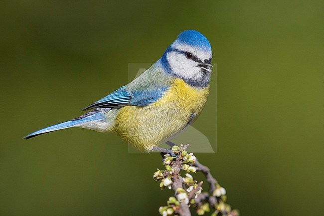 Eurasian Blue Tit (Cyanistes caeruleus), adult perched on a branch stock-image by Agami/Saverio Gatto,