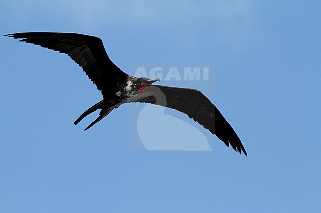 vliegende Amerikaanse fregatvogel; flying Fregata magnificens stock-image by Agami/Chris van Rijswijk,