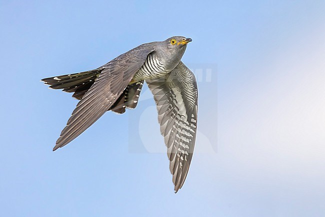 Common Cuckoo (Cuculus canorus) in Italy. stock-image by Agami/Daniele Occhiato,