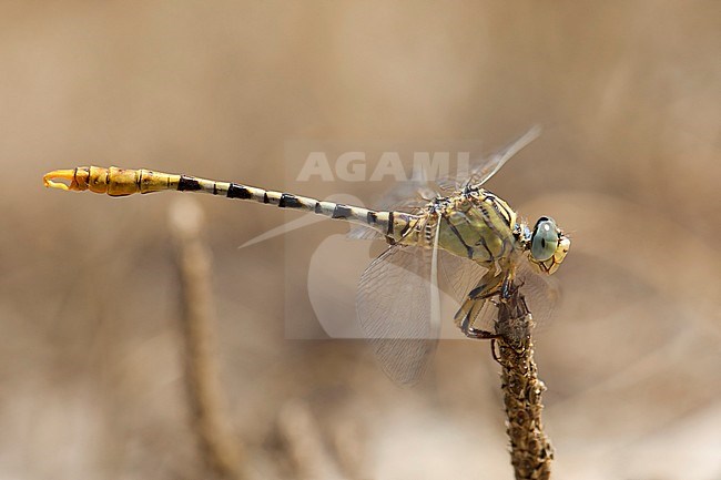 Mannetje Golftanglibel, Male Onychogomphus flexuosus stock-image by Agami/Wil Leurs,