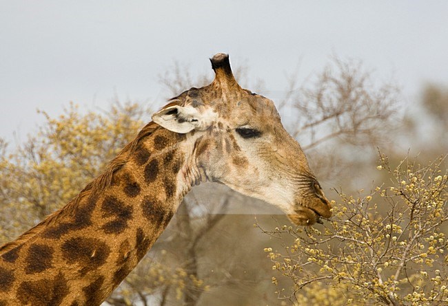 Foeragerende Giraffe; Foraging Southern Giraffe stock-image by Agami/Marc Guyt,
