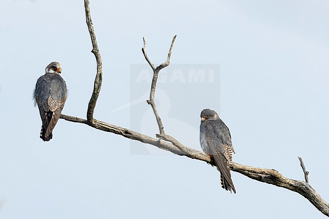 two second calendar year red-footed falcons (Falco vespertinus) roosting in tree, found in Kiskunsag National Park during spring bird migration stock-image by Agami/Mathias Putze,
