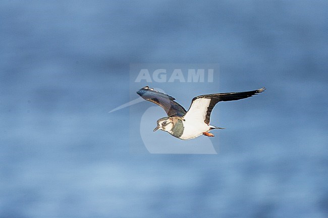 Kievit, Northern Lapwing, Vanellus vanellus stock-image by Agami/Menno van Duijn,