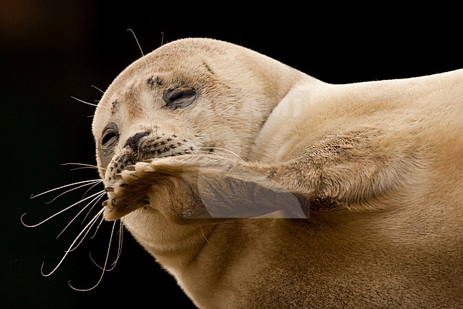 Gewone zeehond op strand; Harbour Seal on beach stock-image by Agami/Menno van Duijn,
