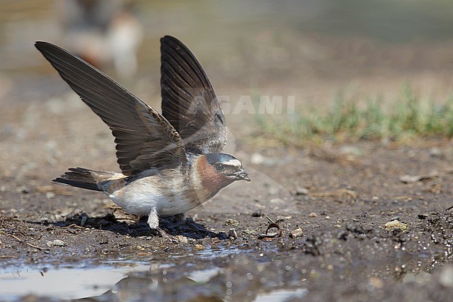 Adult American Cliff Swallow (Petrochelidon pyrrhonota) gathering mud for his nest in Lake Tunkwa, British Colombia, Canada. stock-image by Agami/Brian E Small,