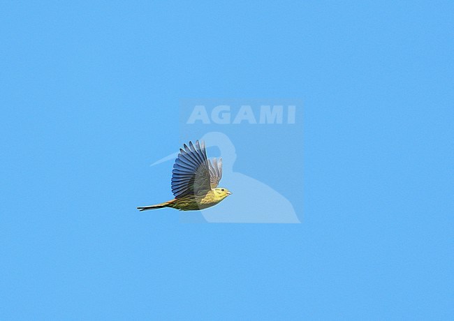 Adult male Yellowhammer (Emberiza citrinella) flying in blue sky showing underside stock-image by Agami/Ran Schols,