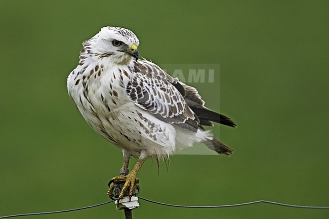 Buizerd zittend op een paaltje; Common Buzzard perched on a pole stock-image by Agami/Rob Olivier,